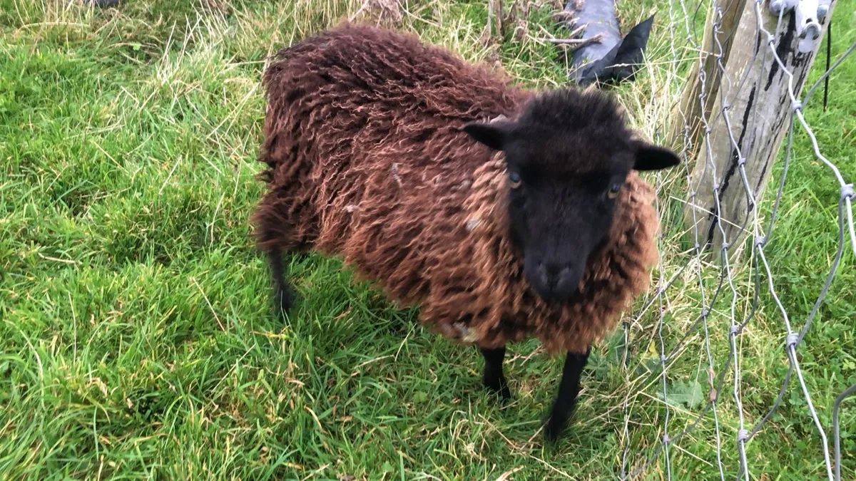 Ouessant sheep - Image 1