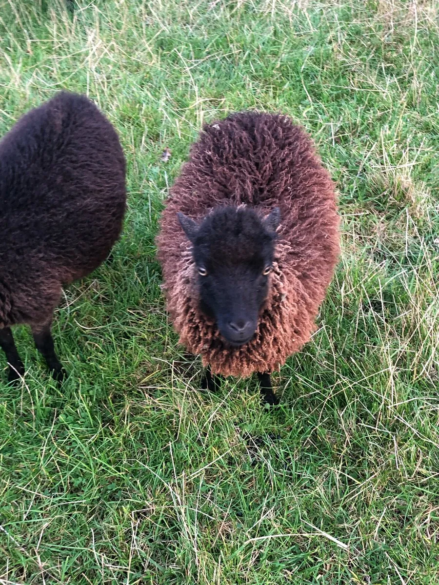 Ouessant sheep - Image 2