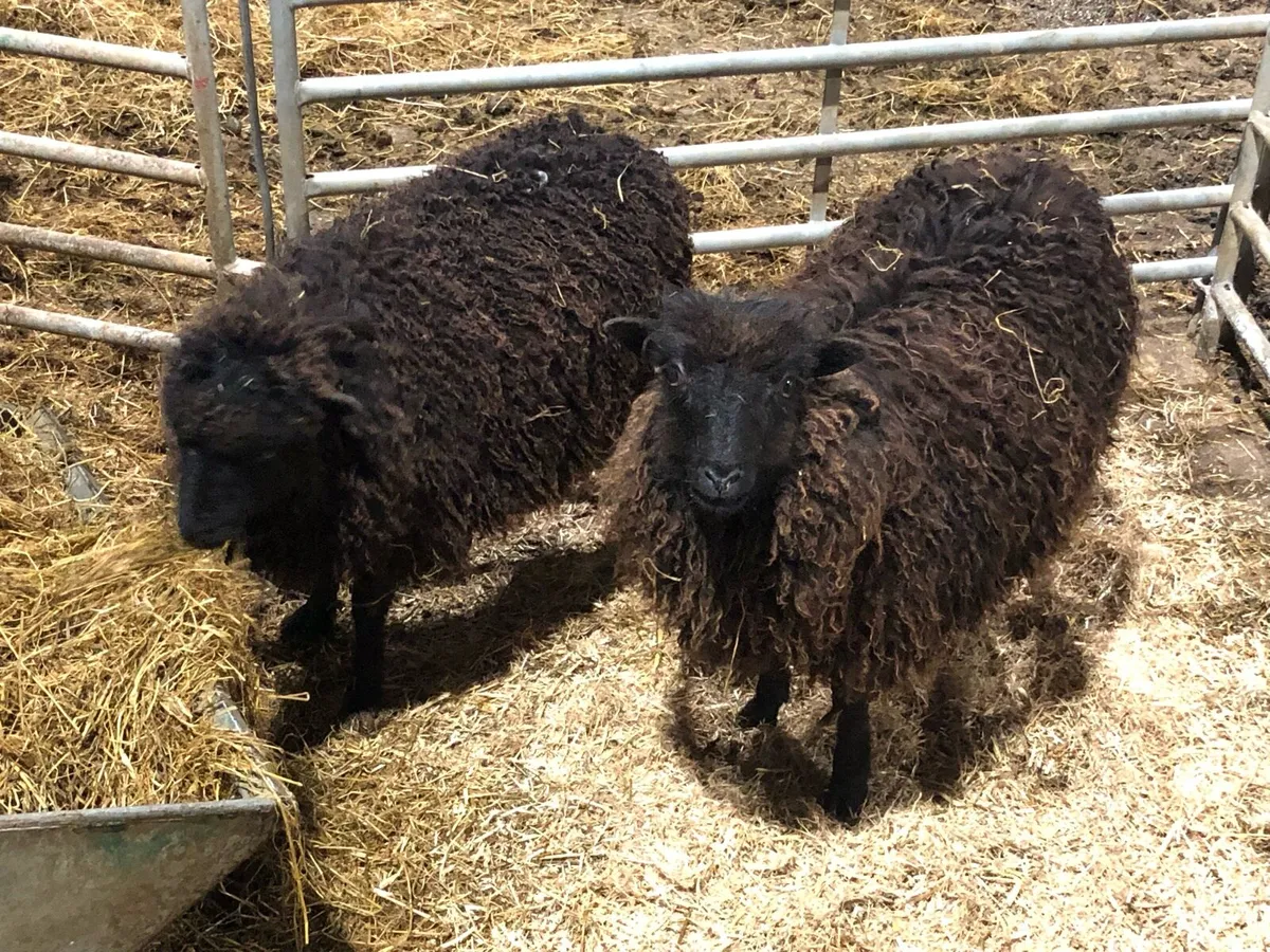 Ouessant sheep - Image 3
