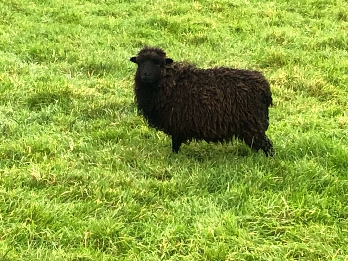 Ouessant sheep - Image 4
