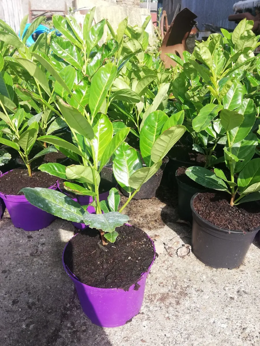 Laurel Hedging - Image 2