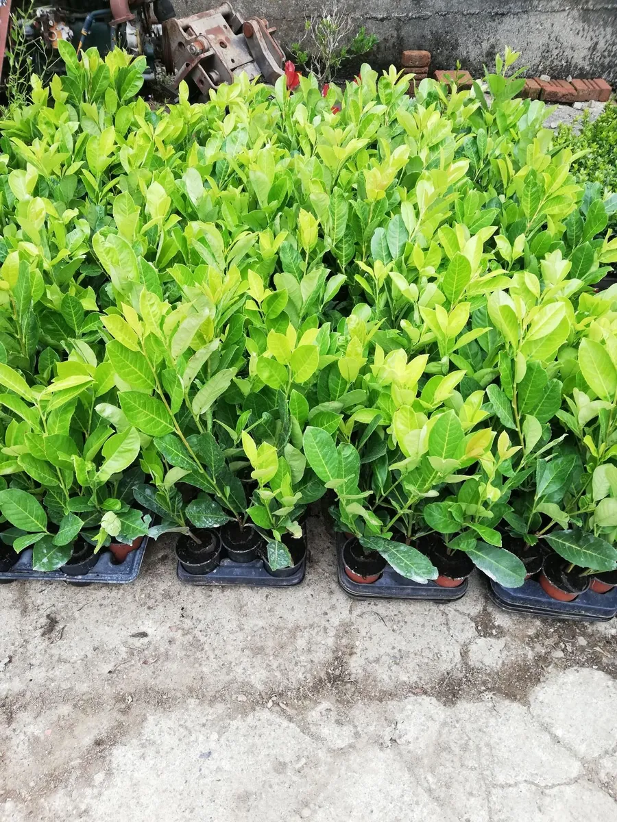 Laurel Hedging - Image 1