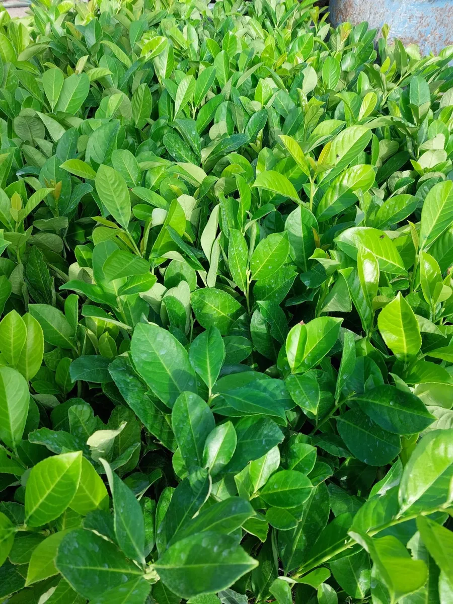 Laurel Hedging