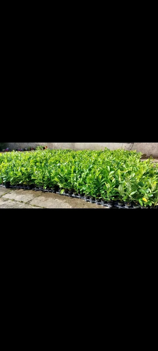 Laurel Hedging - Image 2