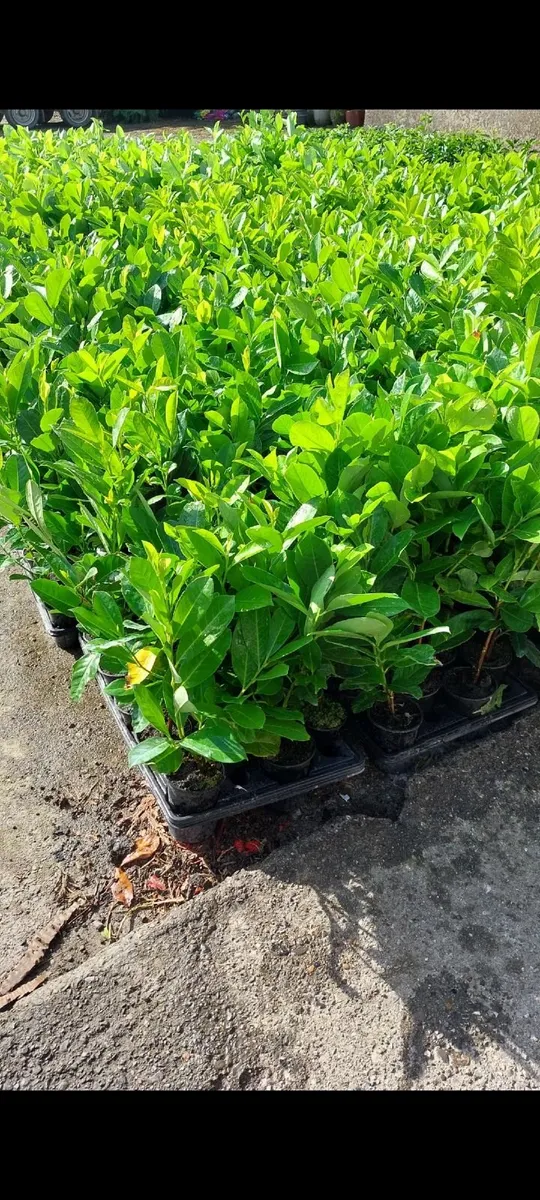 Laurel Hedging - Image 1