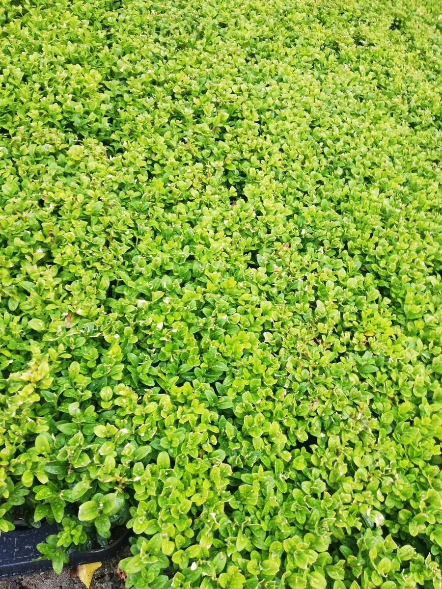 Box Hedging - Image 3