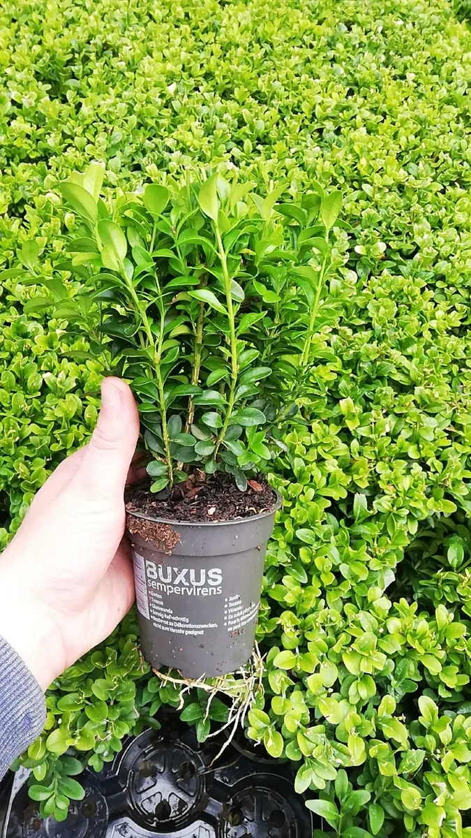 Box Hedging - Image 2