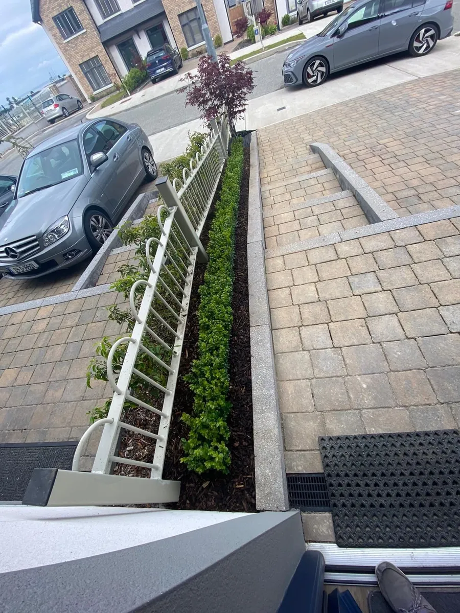 Box Hedging - Image 2