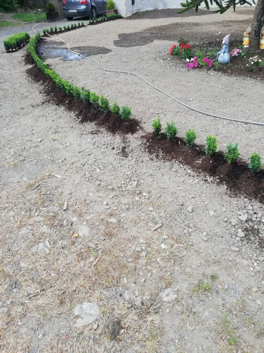 Box Hedging - Image 3