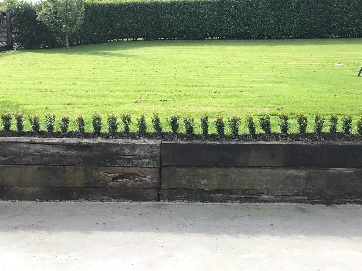 Box Hedging - Image 1