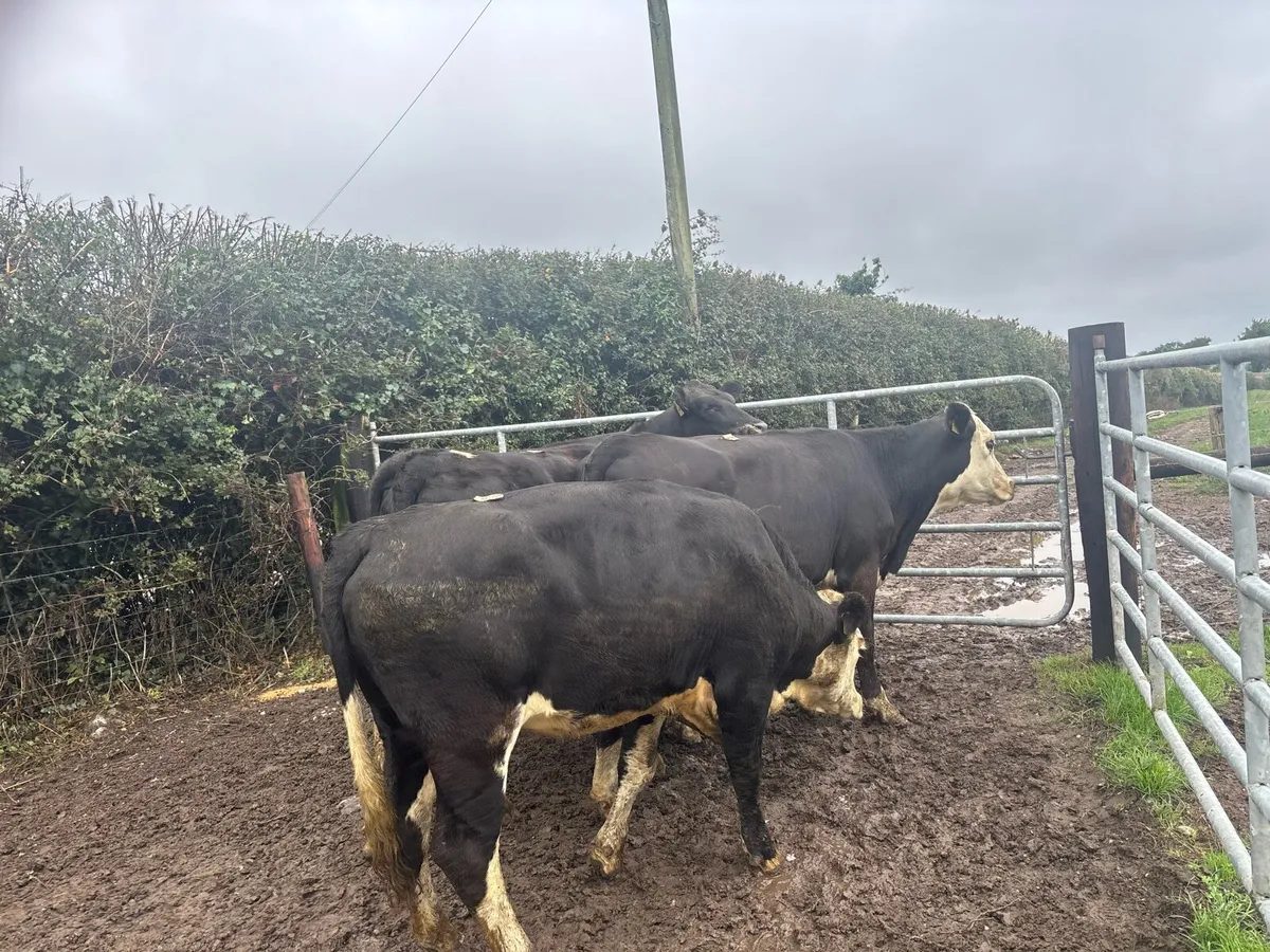4 super 400 kg Hereford heifers - Image 2