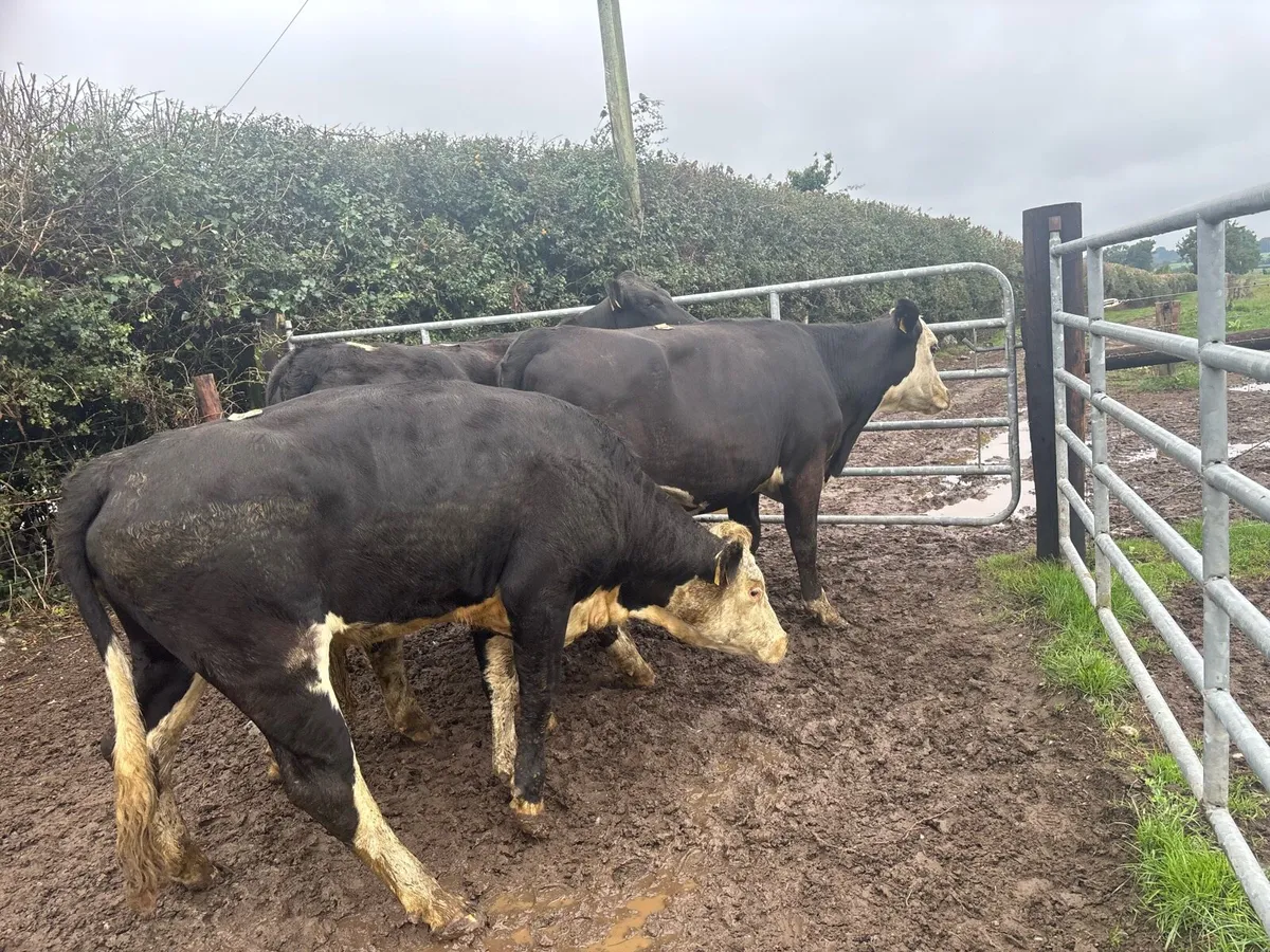 4 super 400 kg Hereford heifers - Image 3