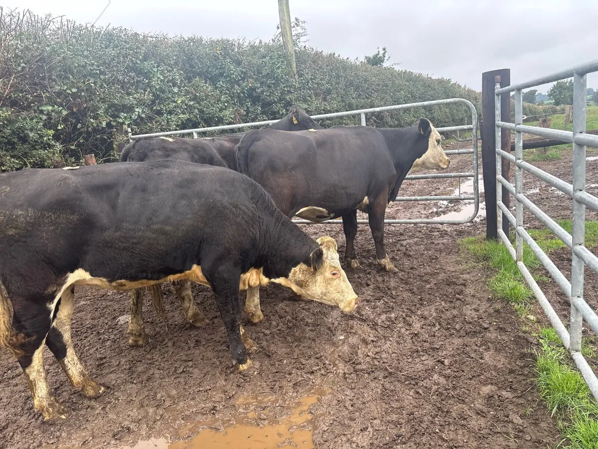 4 super 400 kg Hereford heifers - Image 4