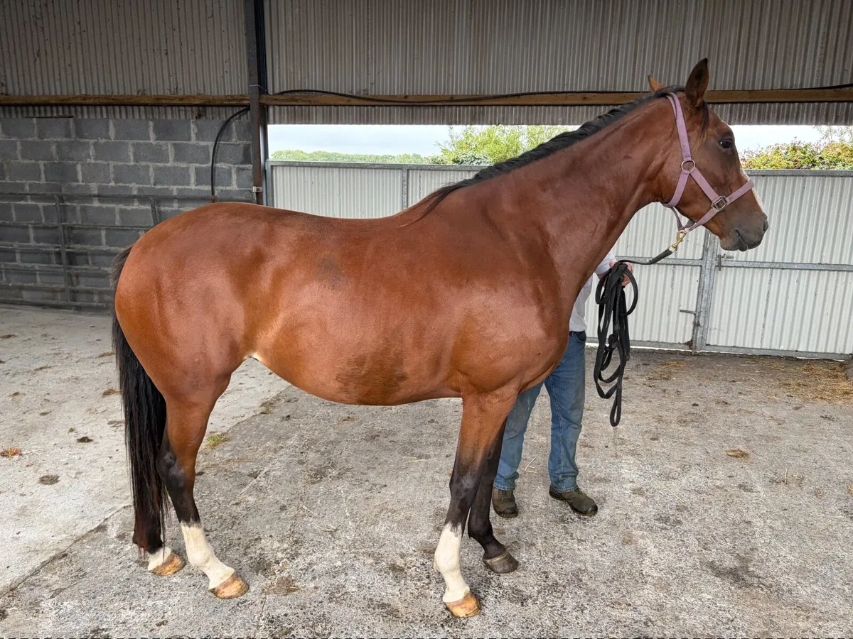 Idaho TB Filly - Family of Coneygree - Image 2