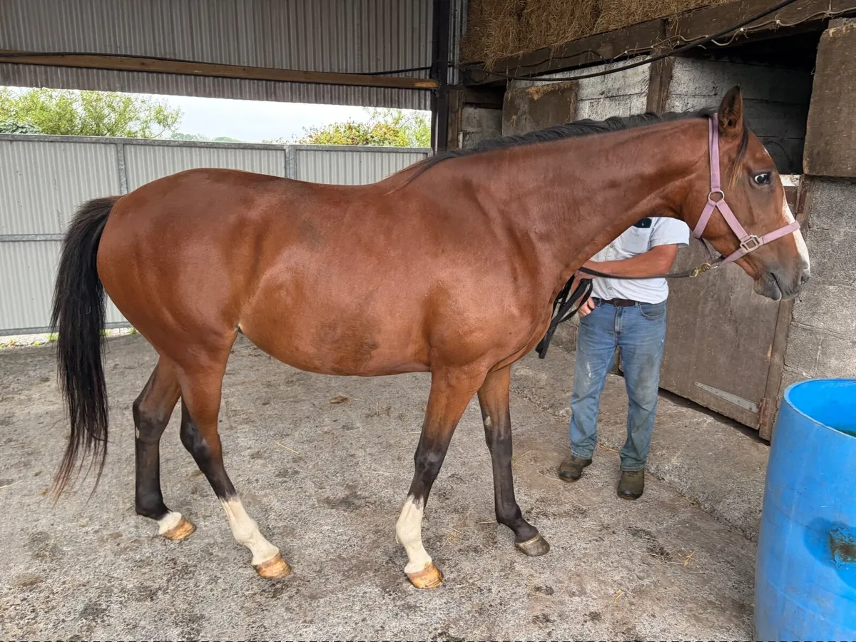 Idaho TB Filly - Family of Coneygree - Image 1