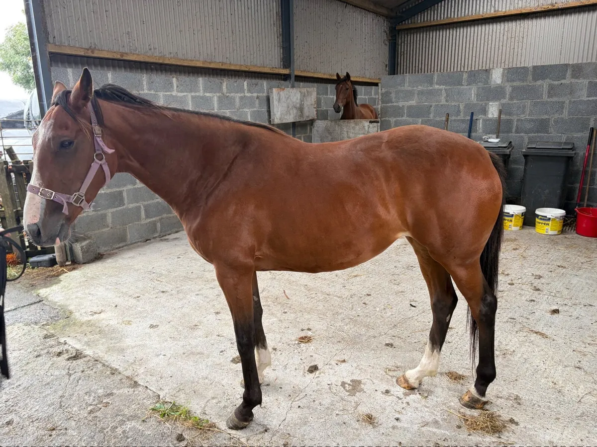 Idaho TB Filly - Family of Coneygree - Image 3