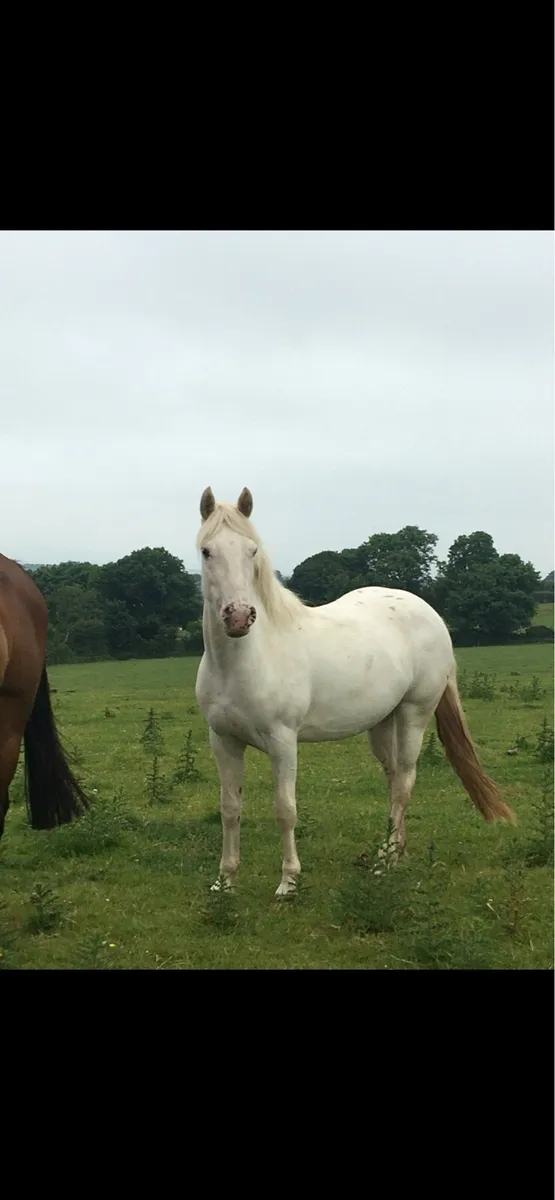 Pony Mare and foal - Image 1