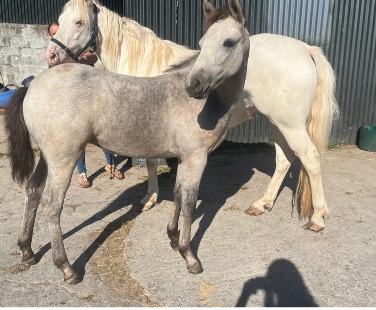 Pony Mare and foal - Image 2