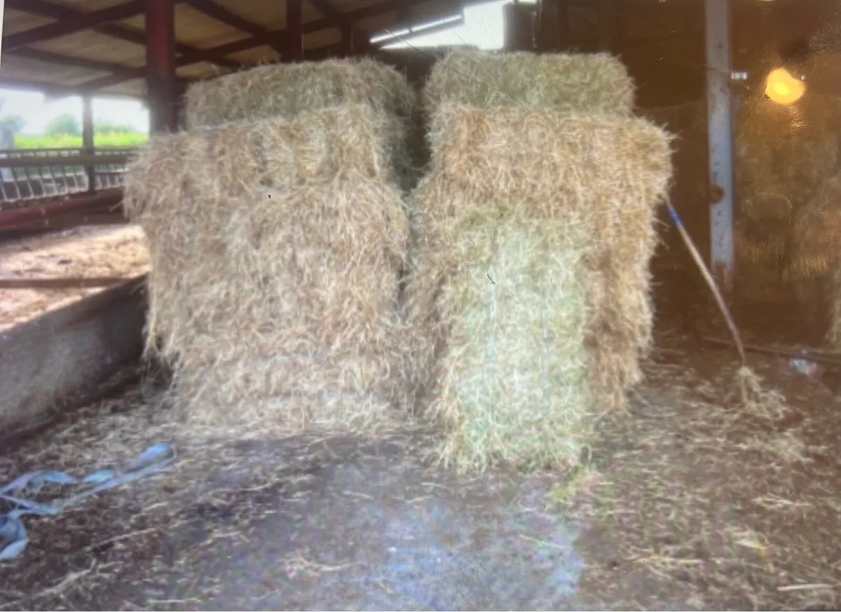 Square bales of hay - Image 1