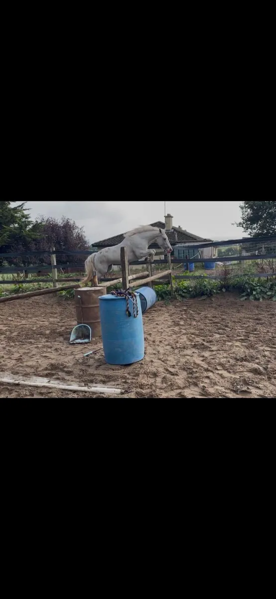 Pony Mare and foal - Image 3