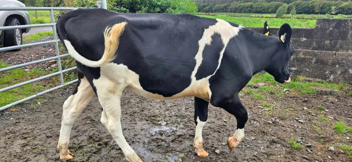 Maiden heifers - Image 1