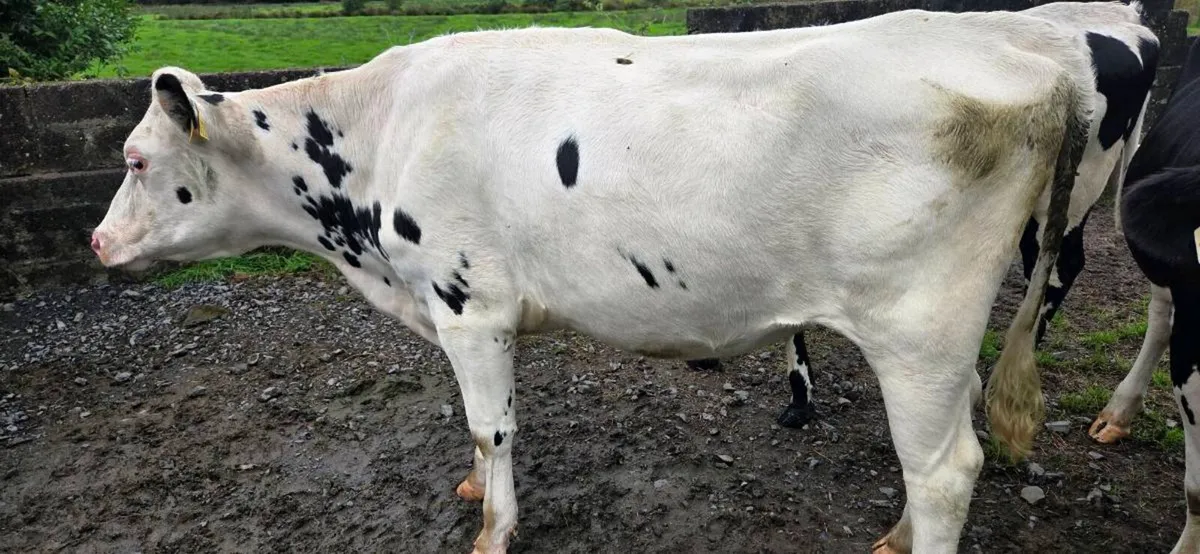 Maiden heifers - Image 2