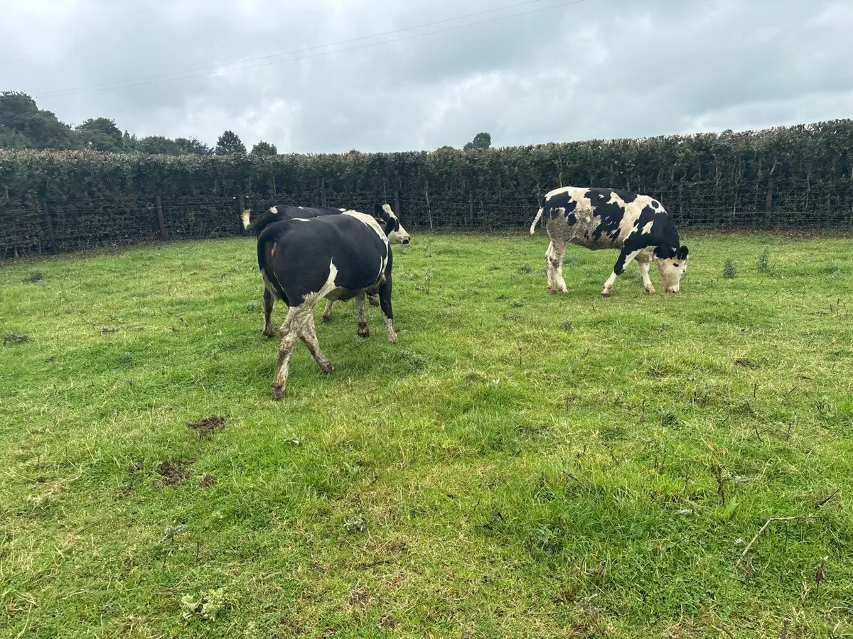 3 super 460 kg Simmental breeding heifers - Image 3