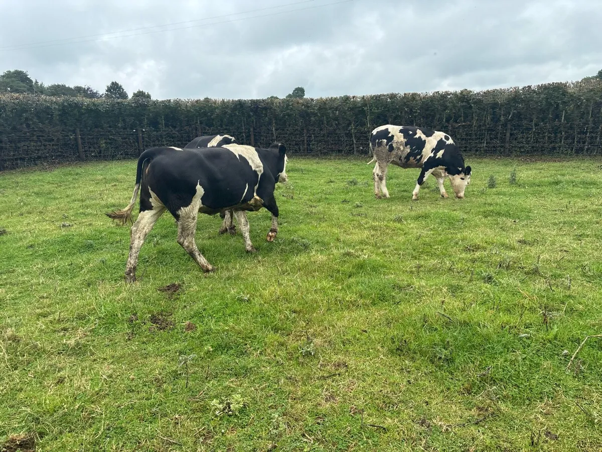 3 super 460 kg Simmental breeding heifers - Image 4