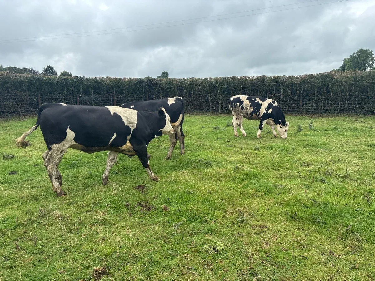 3 super 460 kg Simmental breeding heifers - Image 2