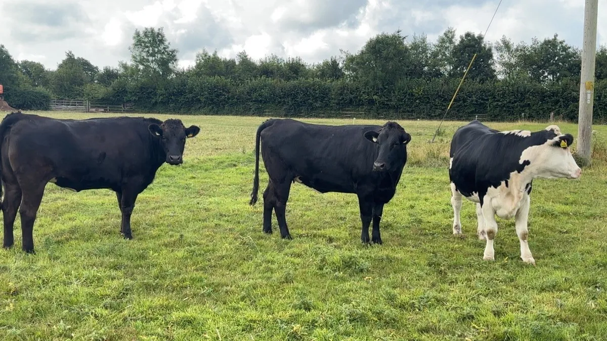 Heifers required - Image 1