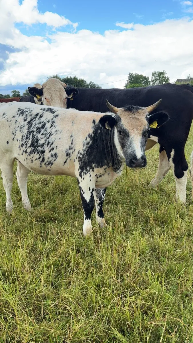 Heifers required - Image 2