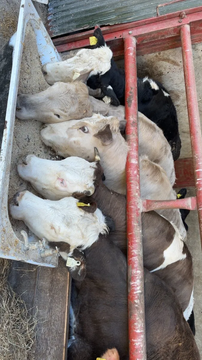 Heifers required - Image 3