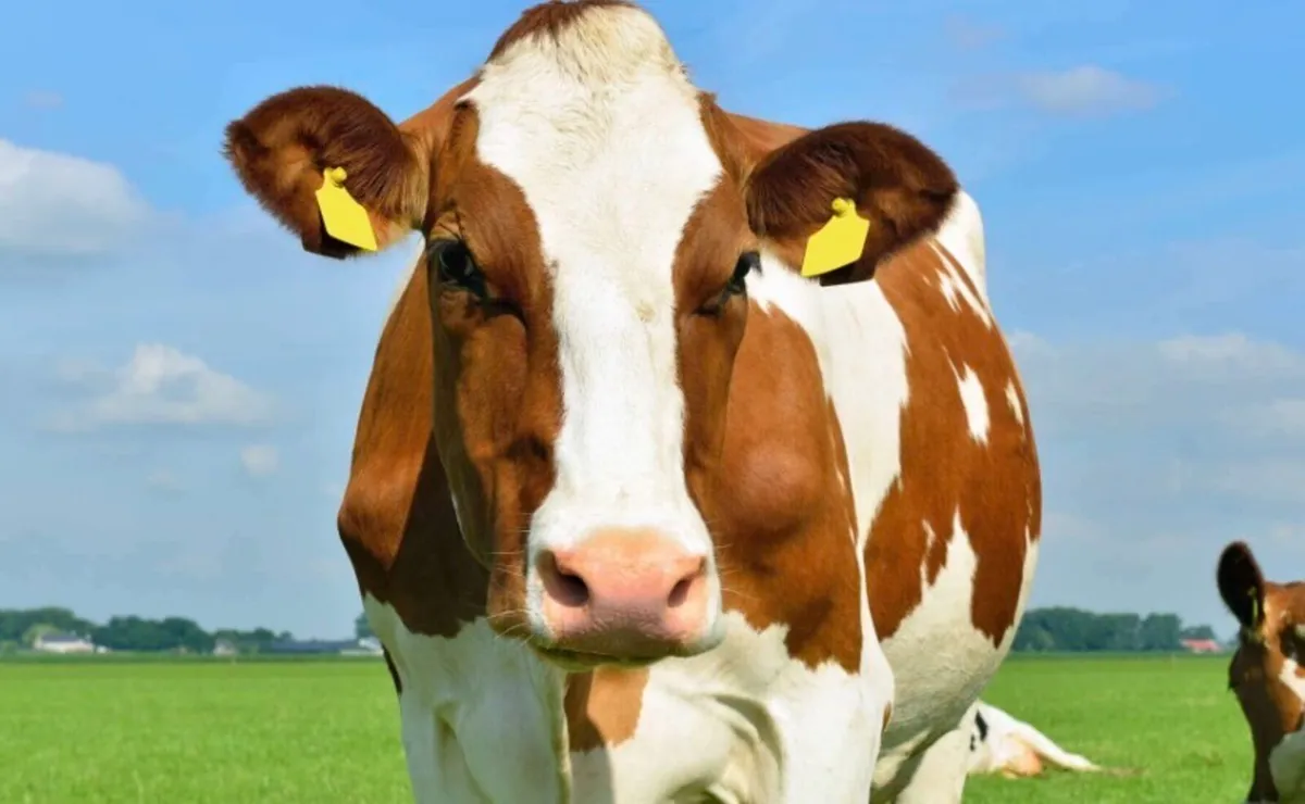 ‼️WANTED‼️ red and white Holstein friesian heifers