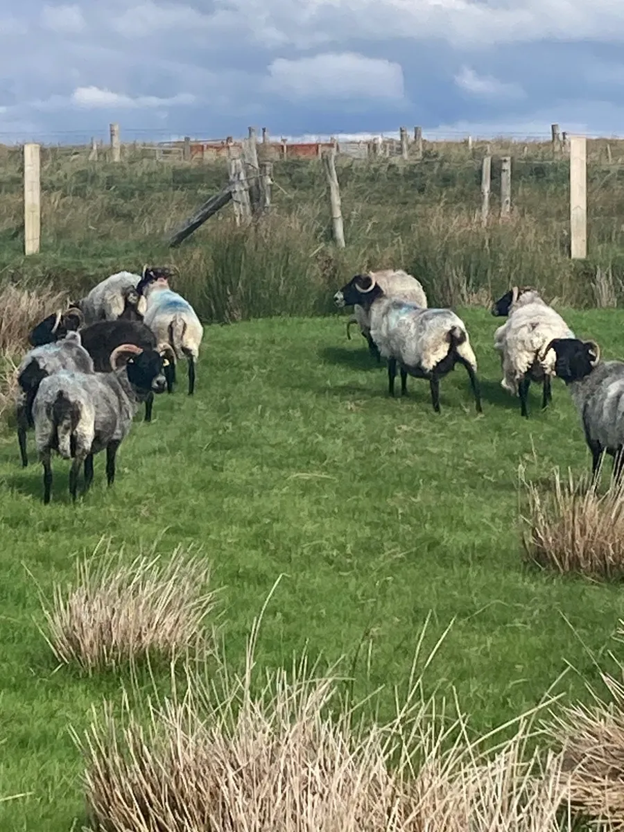 3,4,5 year old ewes for sale - Image 1