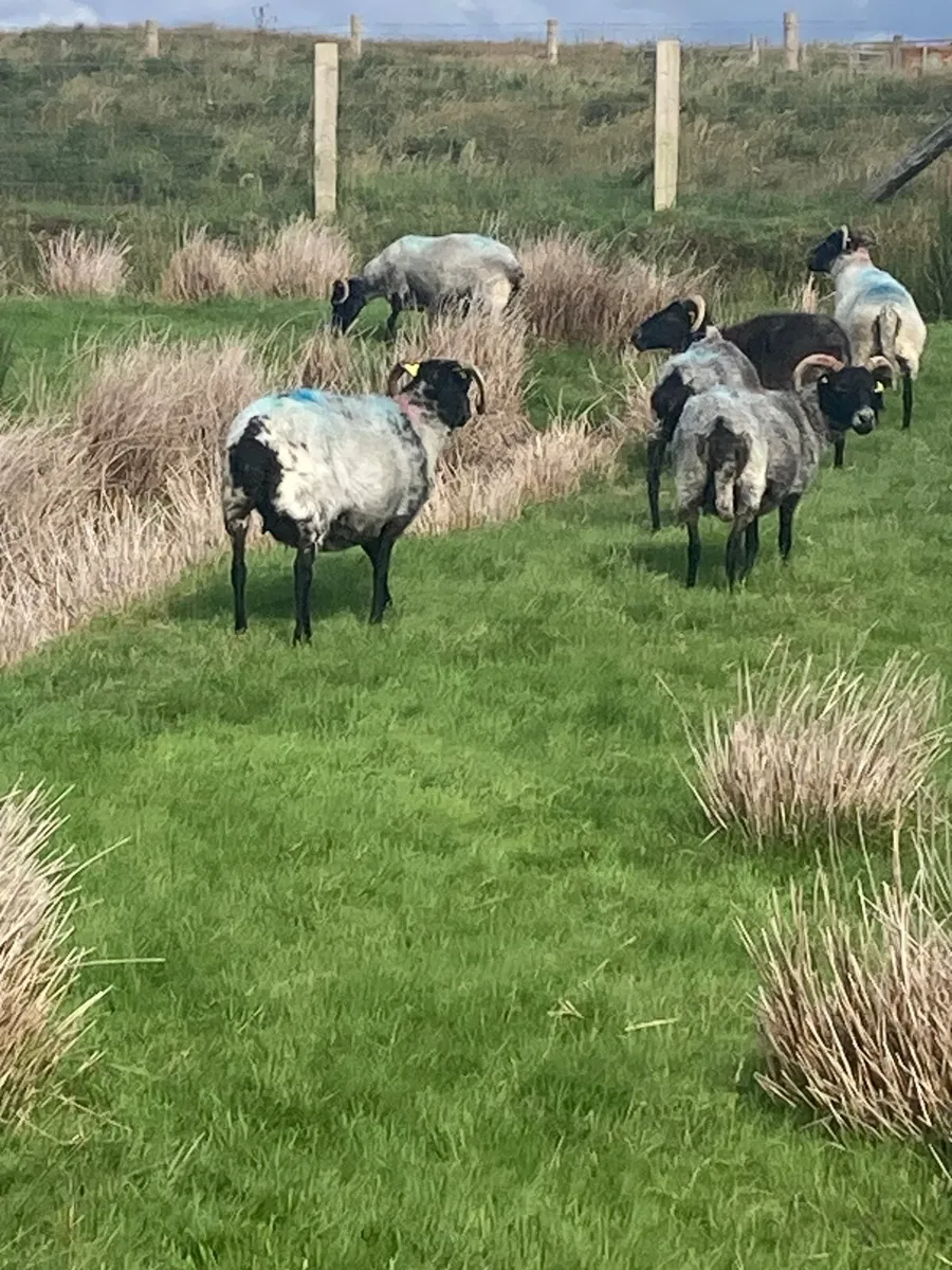 3,4,5 year old ewes for sale - Image 2