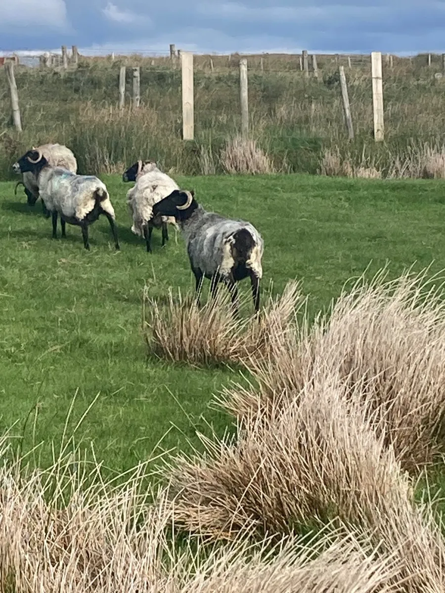 3,4,5 year old ewes for sale - Image 3