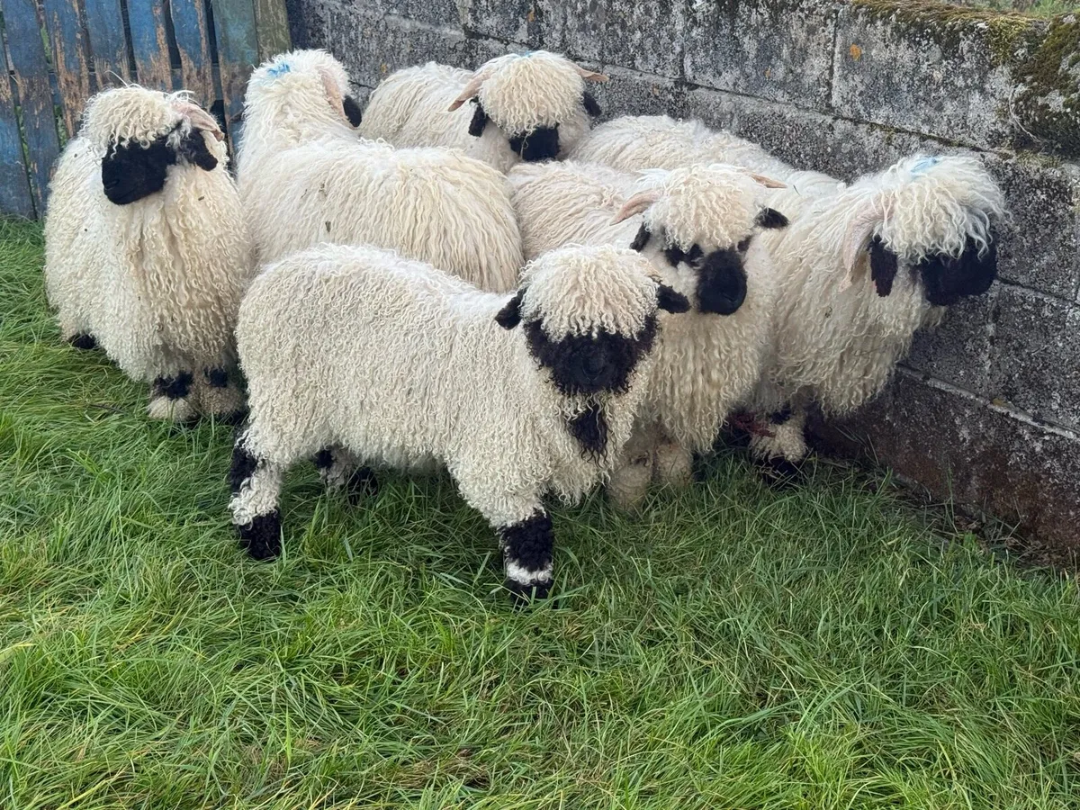 x2 Valais Blacknose PBNR Wether / Rams 💙 - Image 2
