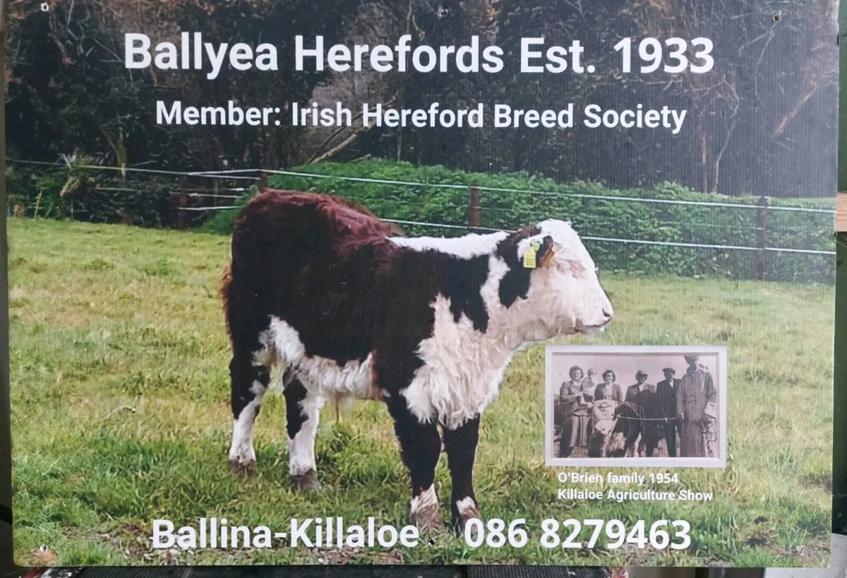 Ballyea Herefords Est.1933 - Image 1
