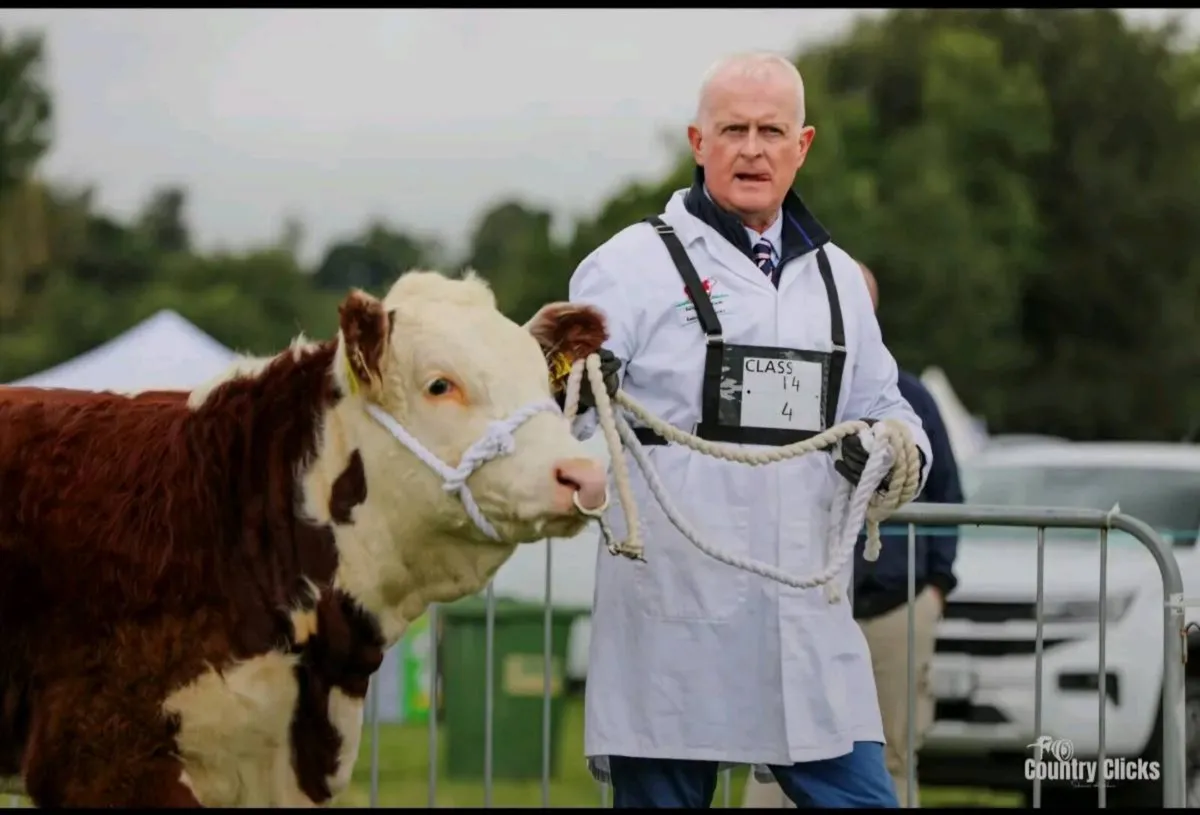 Ballyea Herefords Est.1933 - Image 2