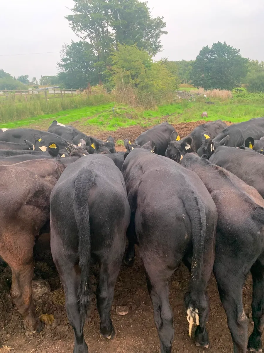 Angus cross runners - Image 3