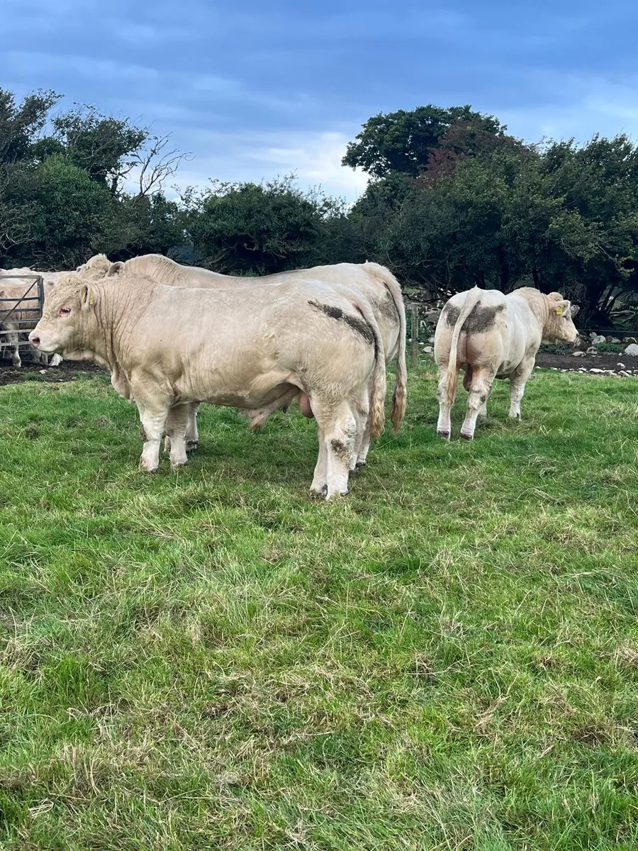 P.B.R Charolais Bulls - Image 1