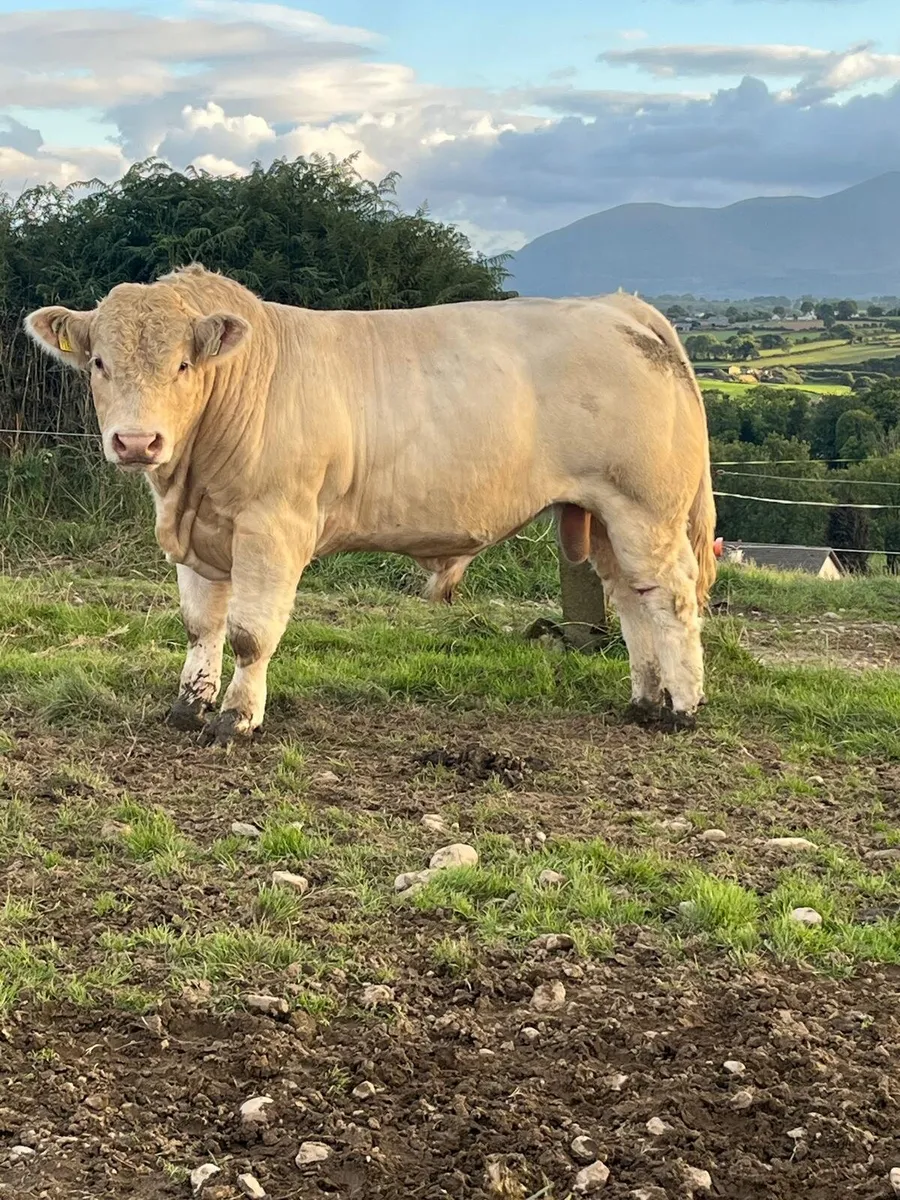 P.B.R Charolais Bulls - Image 2