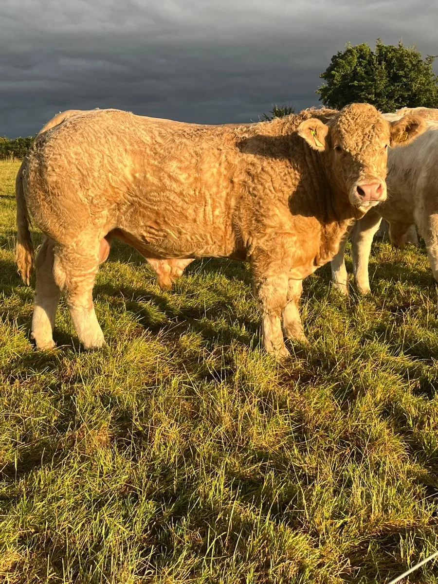 P.B.R Charolais Bulls - Image 3