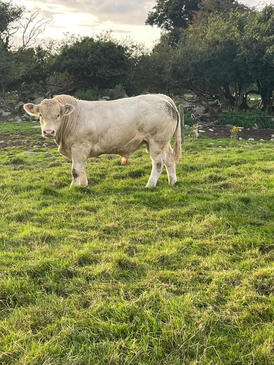 P.B.R Charolais Bulls - Image 4