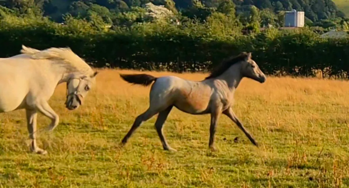 Connemara foals nn for hwsd - Image 1