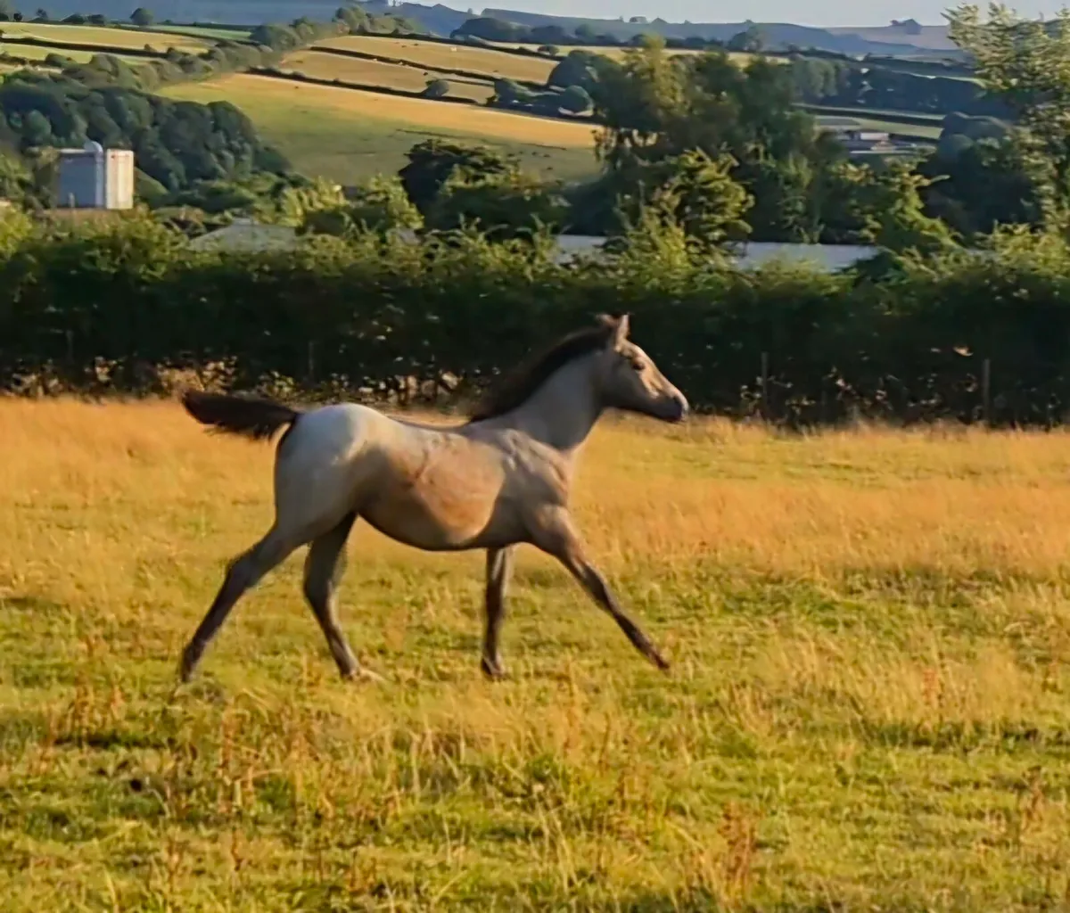Connemara foals nn for hwsd - Image 2