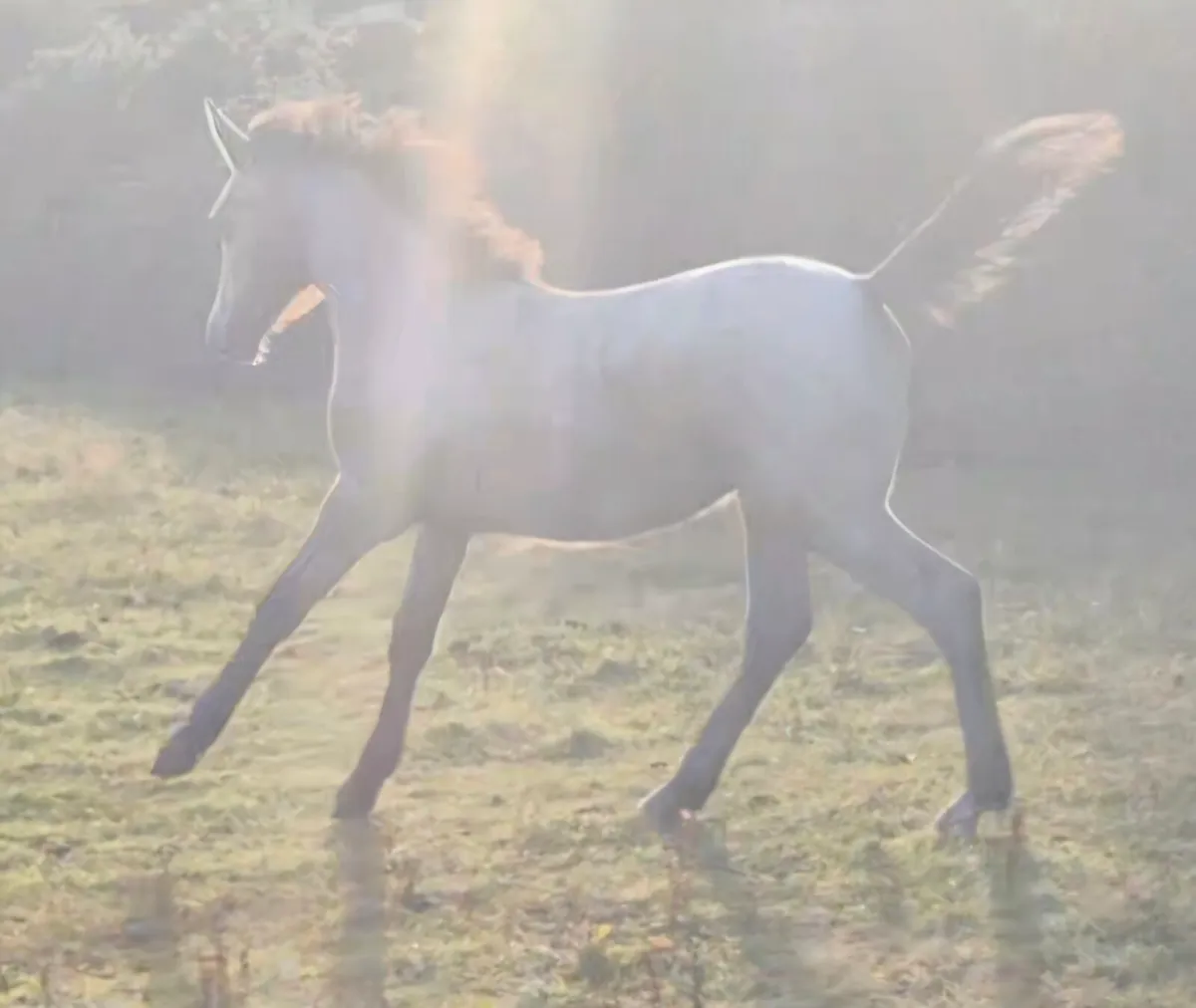 Connemara foals nn for hwsd - Image 3