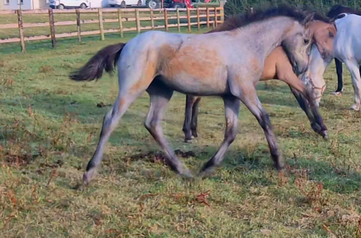 Connemara foals nn for hwsd - Image 4