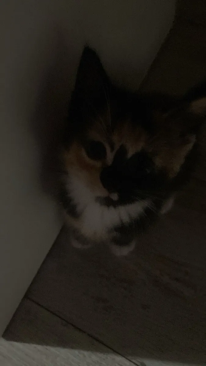 Short Hair Kittens - Image 3