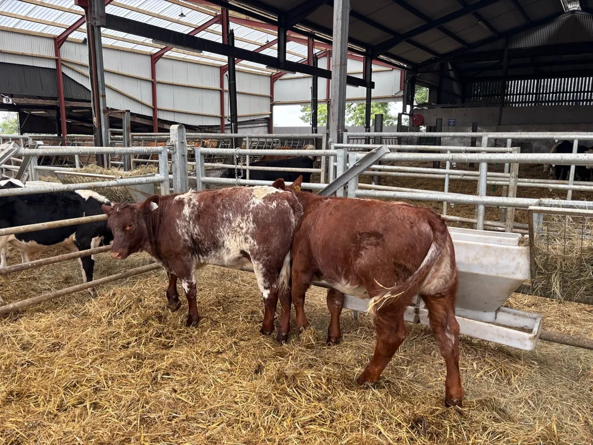 2 pbnr shorthorn heifers - Image 1